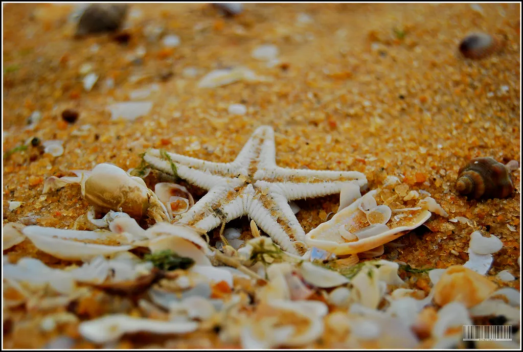Starfish