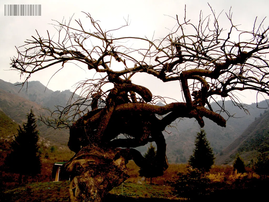 The Whomping Willow